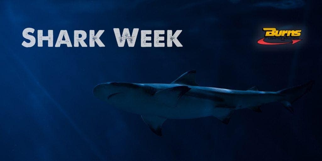 Understanding India’s shark supply chains to make them sustainable – Mongabay-India